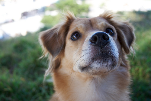 Dog